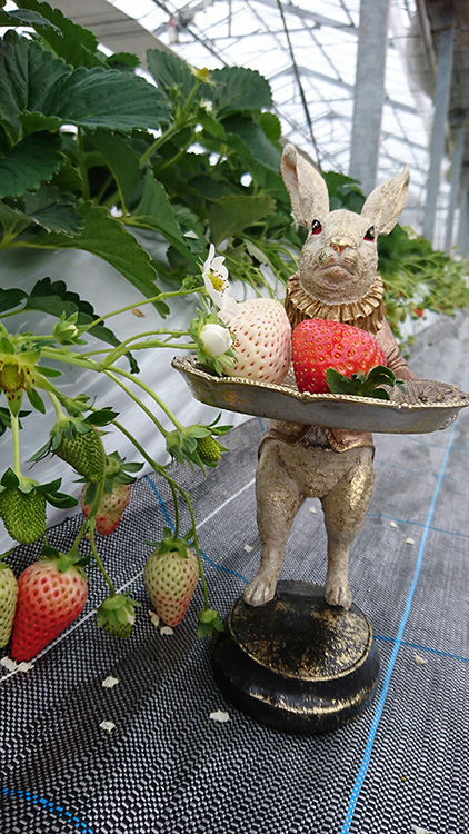 ただかね農園のいちご狩り